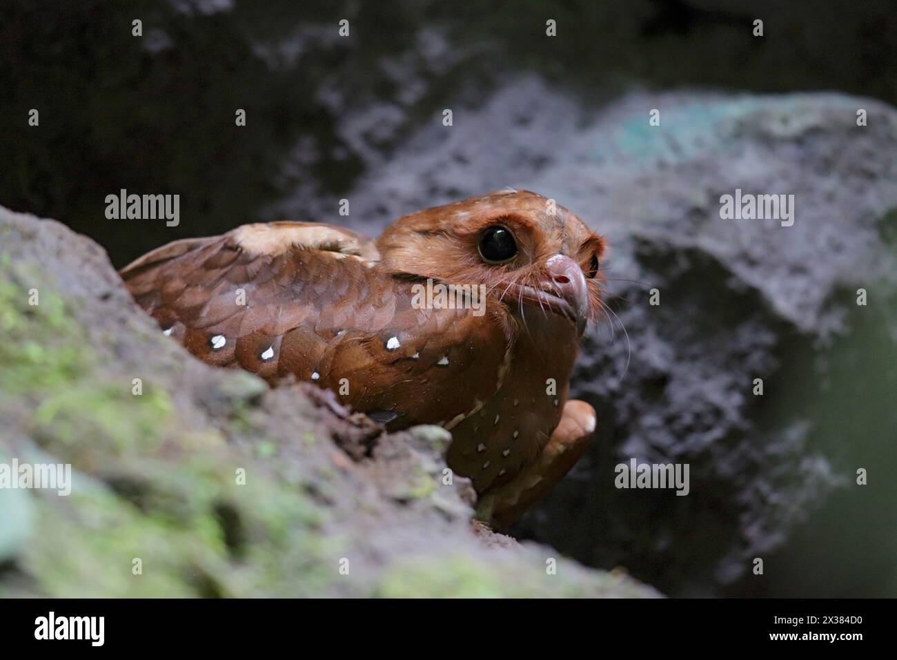 Oiseau oléagineux (Steatornis caripensis), oiseau adulte seul, gros plan, montrant des soies de rictal, sur le site de la caverne, Mindo, Équateur, Amérique du Sud février 2015 Banque D'Images