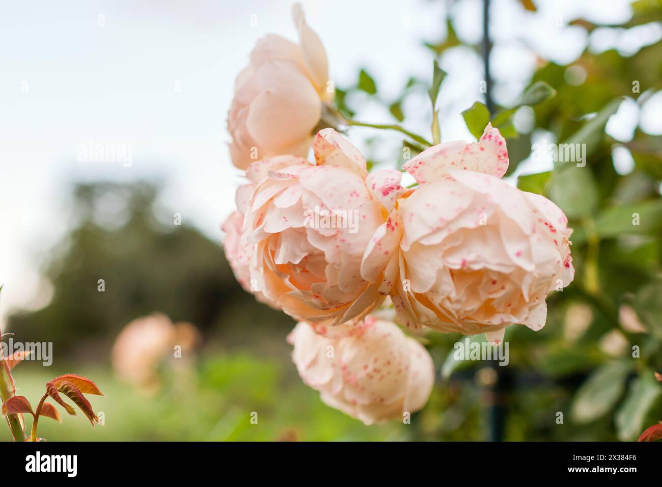 Wollerton Old Hall grimpe. Fleurs de grappe de rose crémeuse en fleurs poussent dans le jardin d'été. Sélection en anglais. Gros plan Banque D'Images