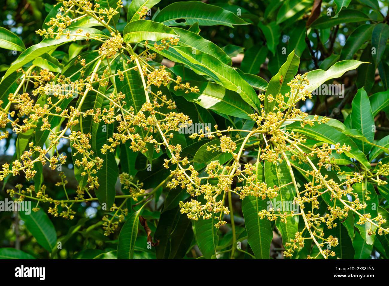 Gros plan de fleurs de mangue incandescentes suspendues dans un arbre avec des feuilles vertes en arrière-plan. Banque D'Images
