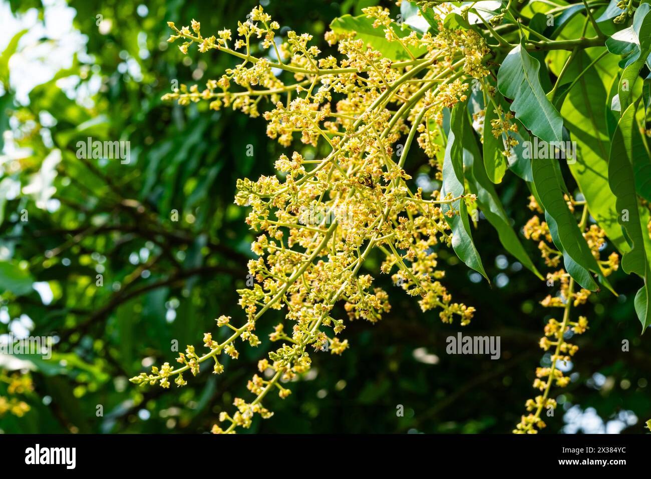 Vue de fleurs de mangue en fleurs avec des feuilles vertes sur l'arbre en été au soleil. Banque D'Images