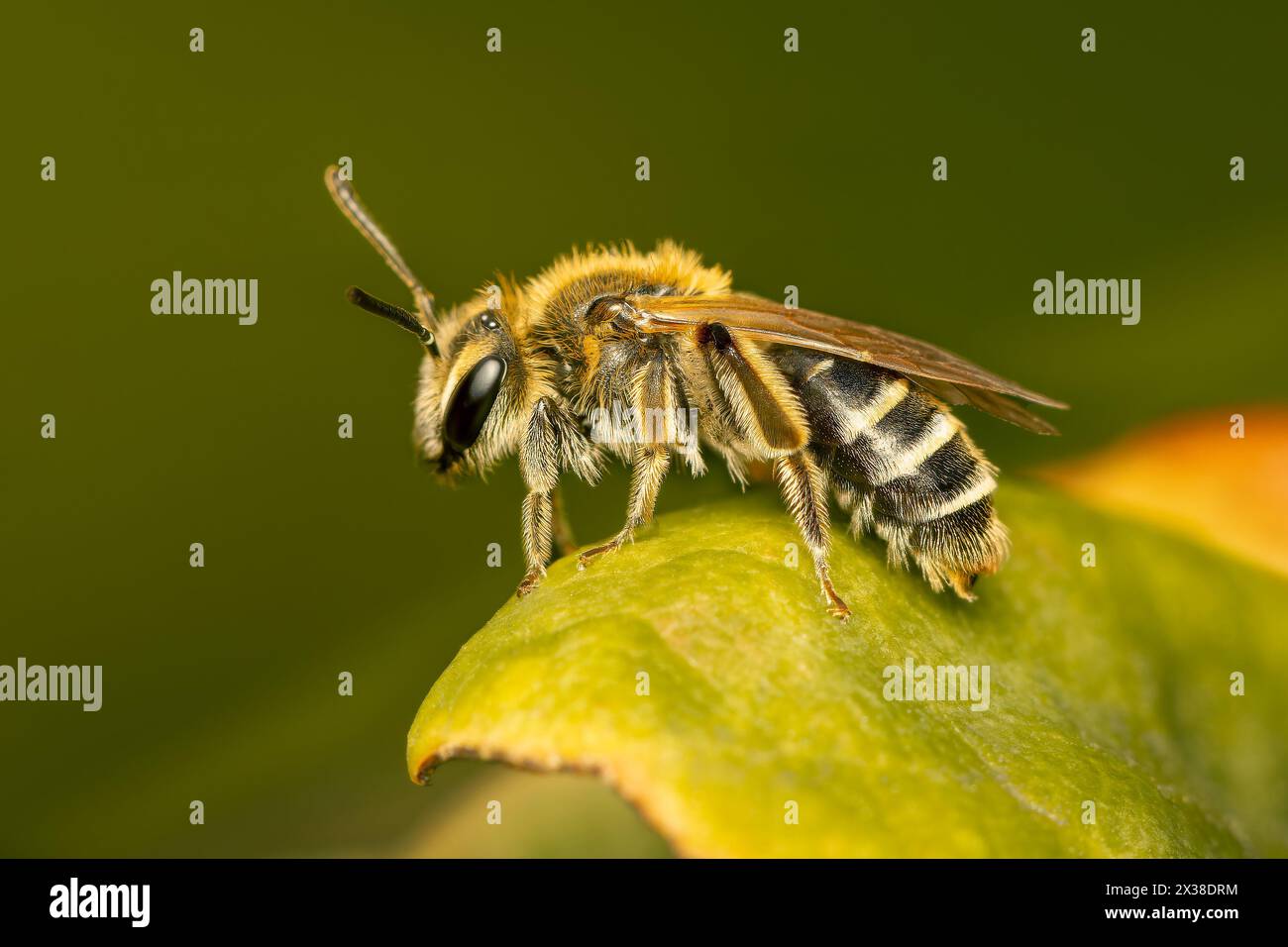 Petite abeille andrena reposant sur une feuille sur un matin de printemps félin avec fond flou et espace de copie Banque D'Images