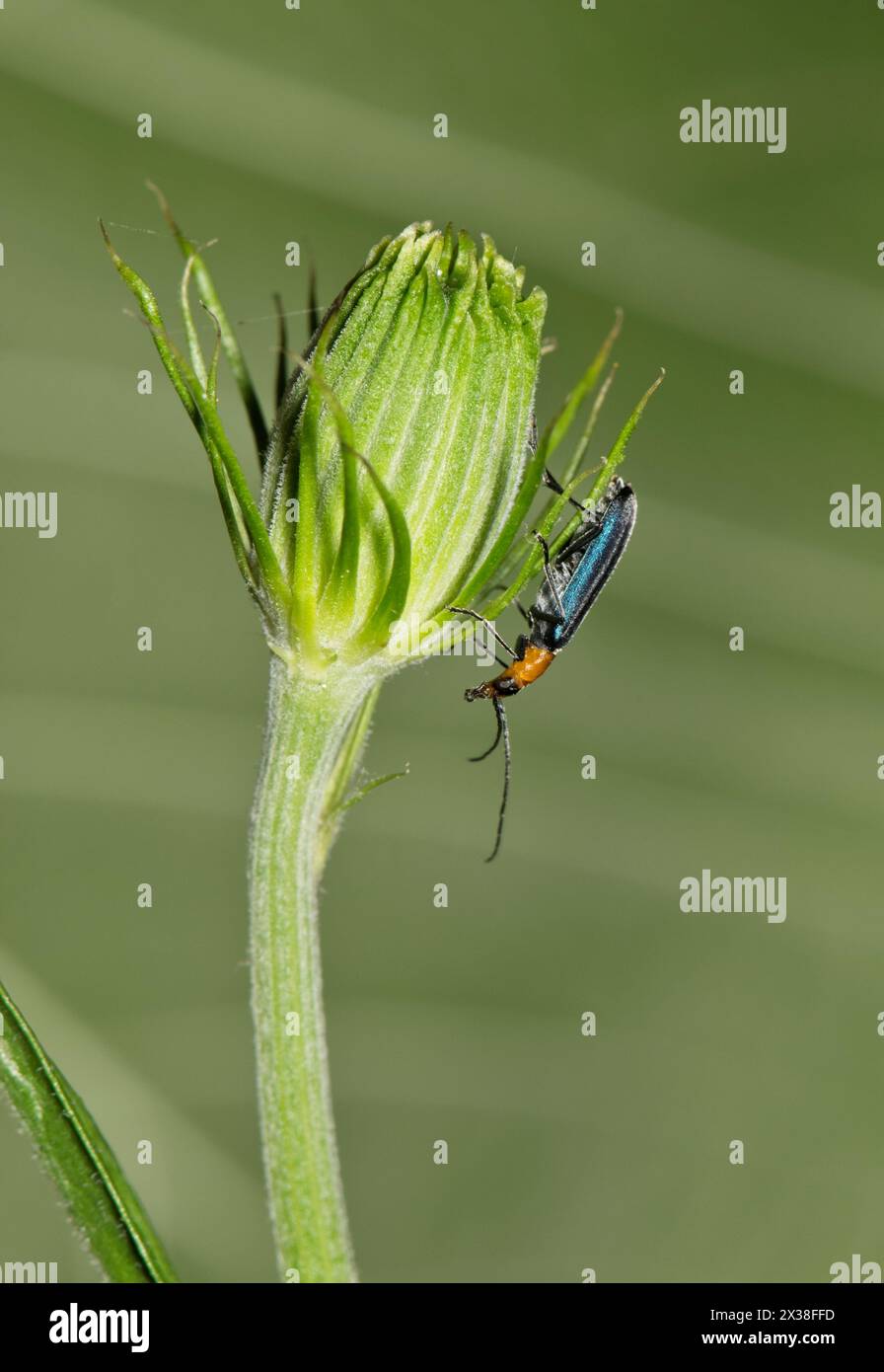 Insecte sur le bourgeon Banque de photographies et d’images à haute ...