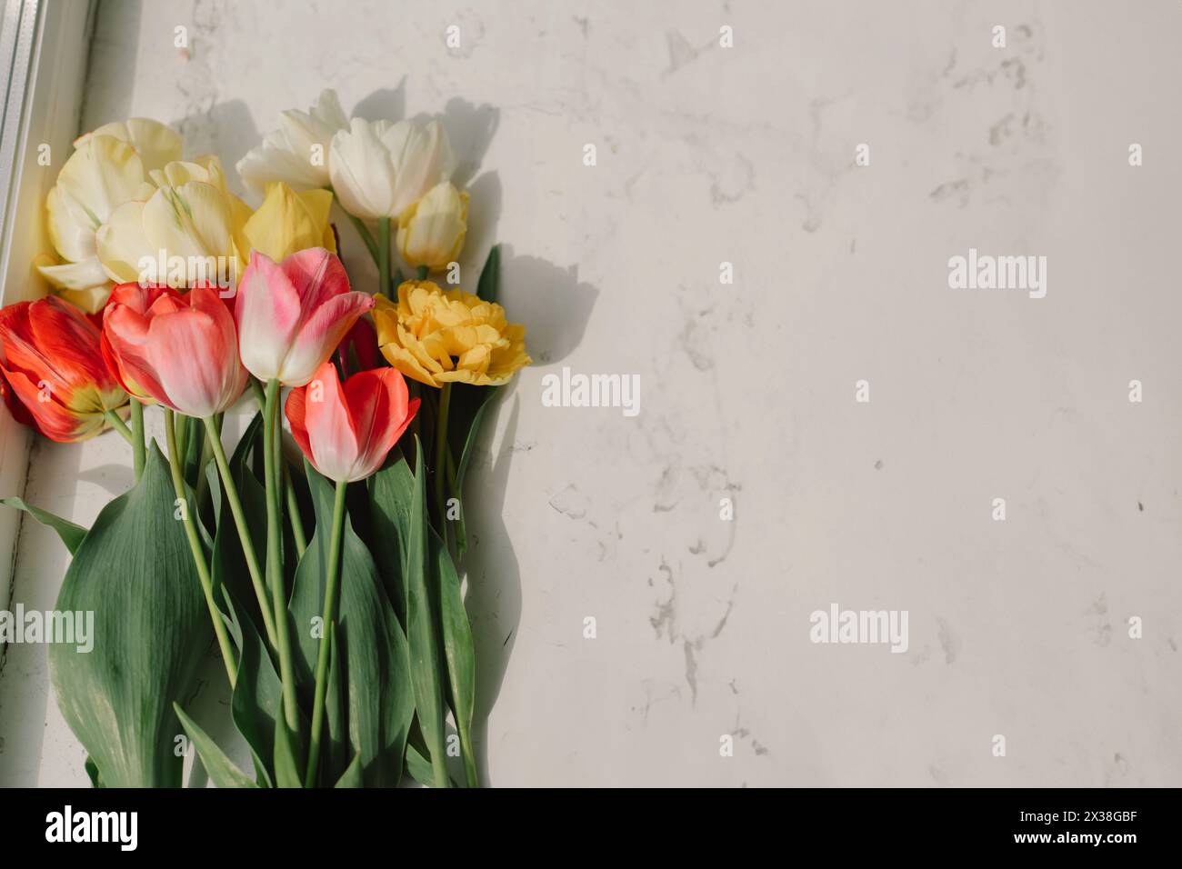 Assortiment coloré de tulipes Banque D'Images