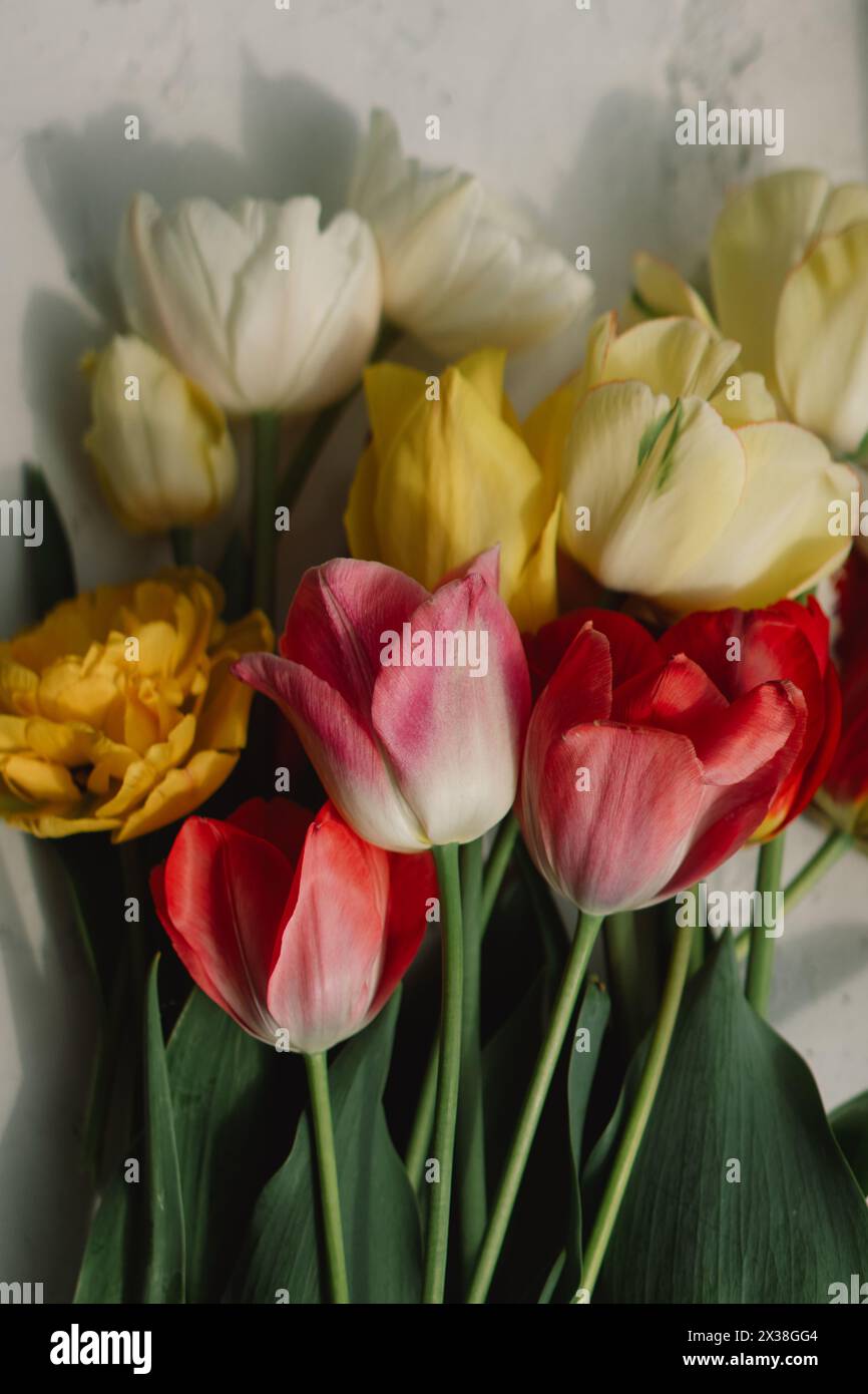 Assortiment coloré de tulipes Banque D'Images
