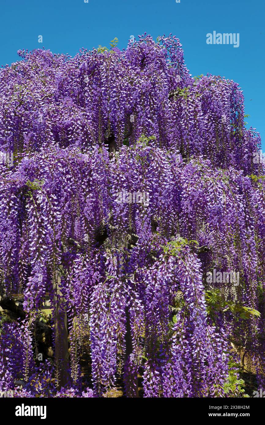 Ashikaga, Japon. 25 avril 2024. Wisteria Blossom au parc des fleurs d'Ashikaga à Ashikaga, au Japon, qui a amené des foules de visiteurs à voir et photographier les longs sentiers de fleurs violettes. Crédit : Paul Brown/Alamy Live News Banque D'Images