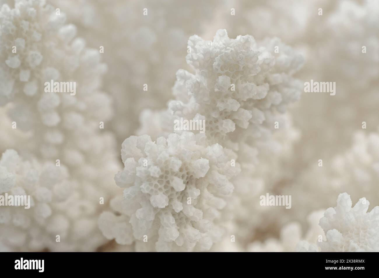Texture décorative de branche de corail blanc, gros plan, mise au point sélective, fond abstrait naturel de vie marine Banque D'Images