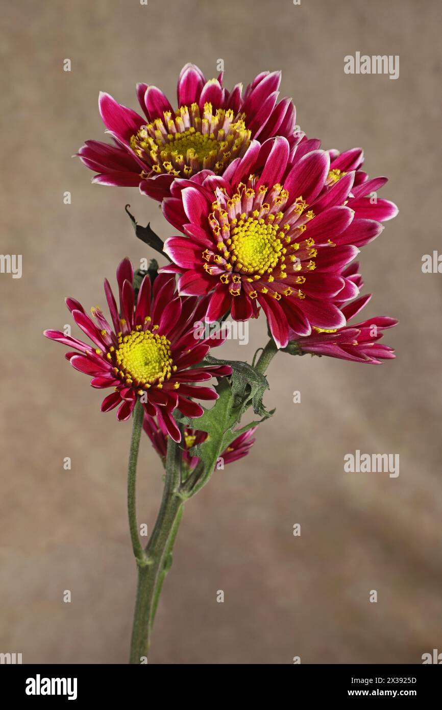 Une tige de mamans de jardin, Chrysanthemum morifolium, ou Florist's Daisy. Banque D'Images