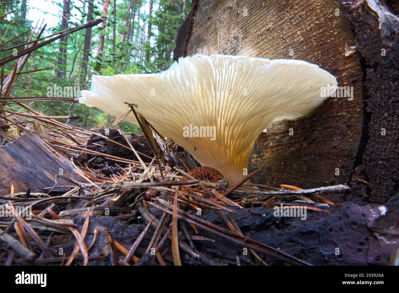 Détail d'un champignon Angel Wing, branchies, photographié le long de Jack's Creek dans les montagnes Oregon Cascade. Banque D'Images