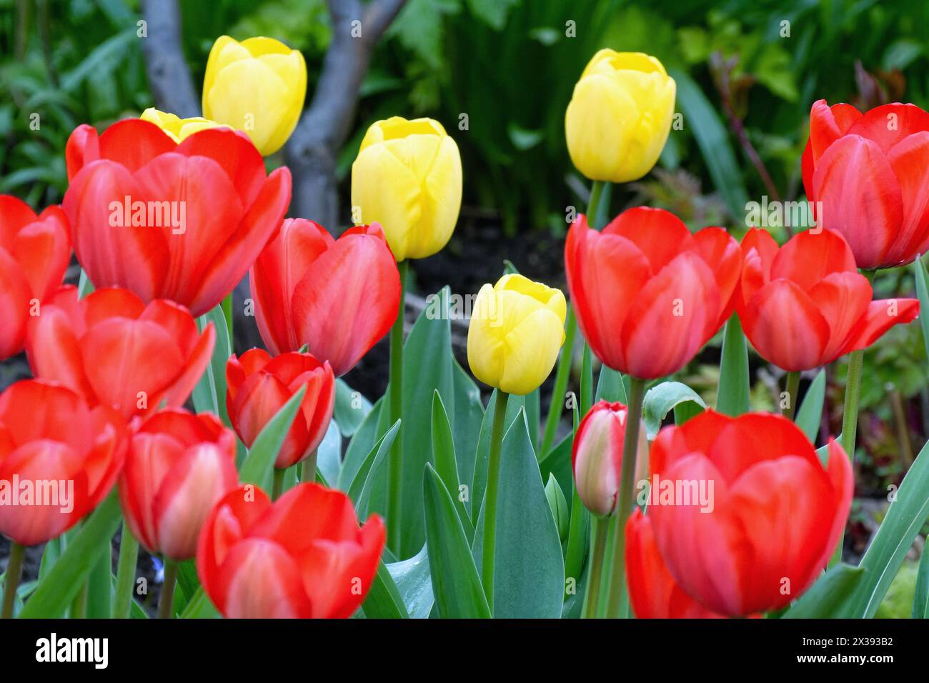 Gros plan de fleurs de tulipe rouge avec des jaunes en arrière-plan formant des formes abstraites Banque D'Images