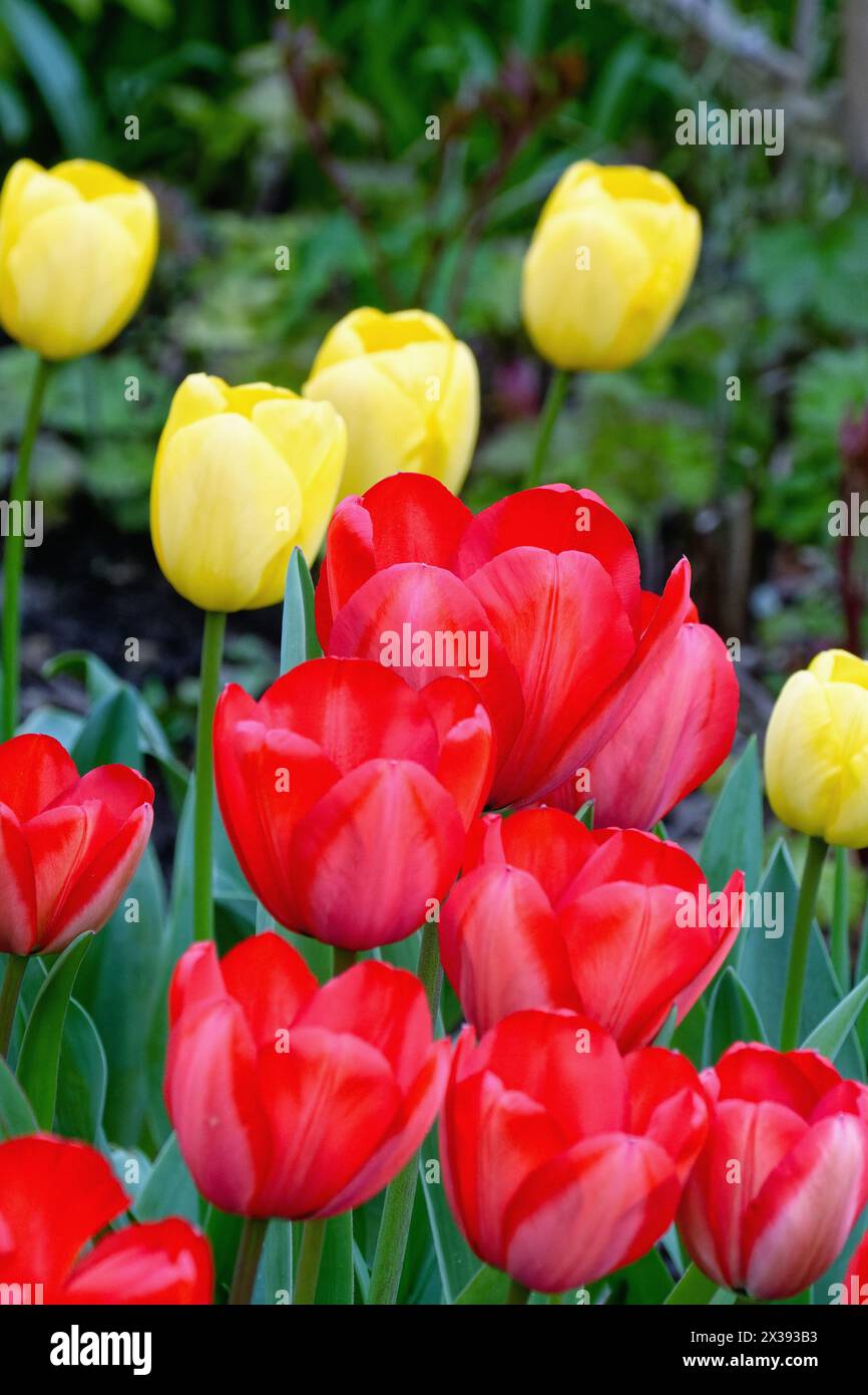 Gros plan de fleurs de tulipe rouge avec des jaunes en arrière-plan formant des formes abstraites Banque D'Images