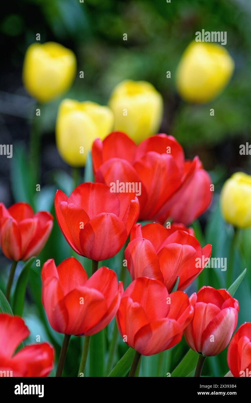 Gros plan de fleurs de tulipe rouge avec des jaunes en arrière-plan formant des formes abstraites Banque D'Images