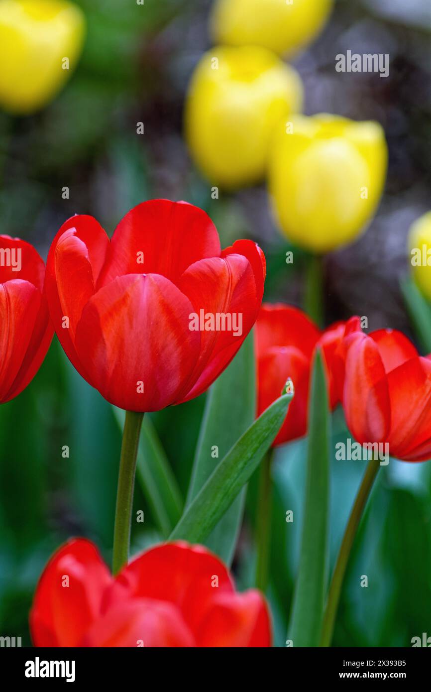 Gros plan de fleurs de tulipe rouge avec des jaunes en arrière-plan formant des formes abstraites Banque D'Images