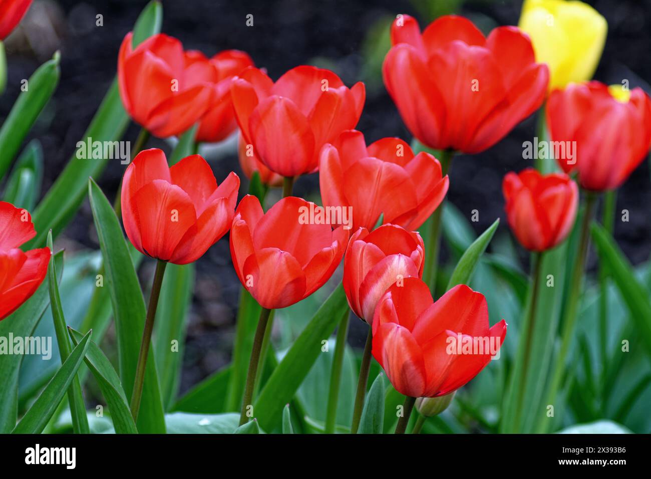 Gros plan de fleurs de tulipe rouge avec des jaunes en arrière-plan formant des formes abstraites Banque D'Images