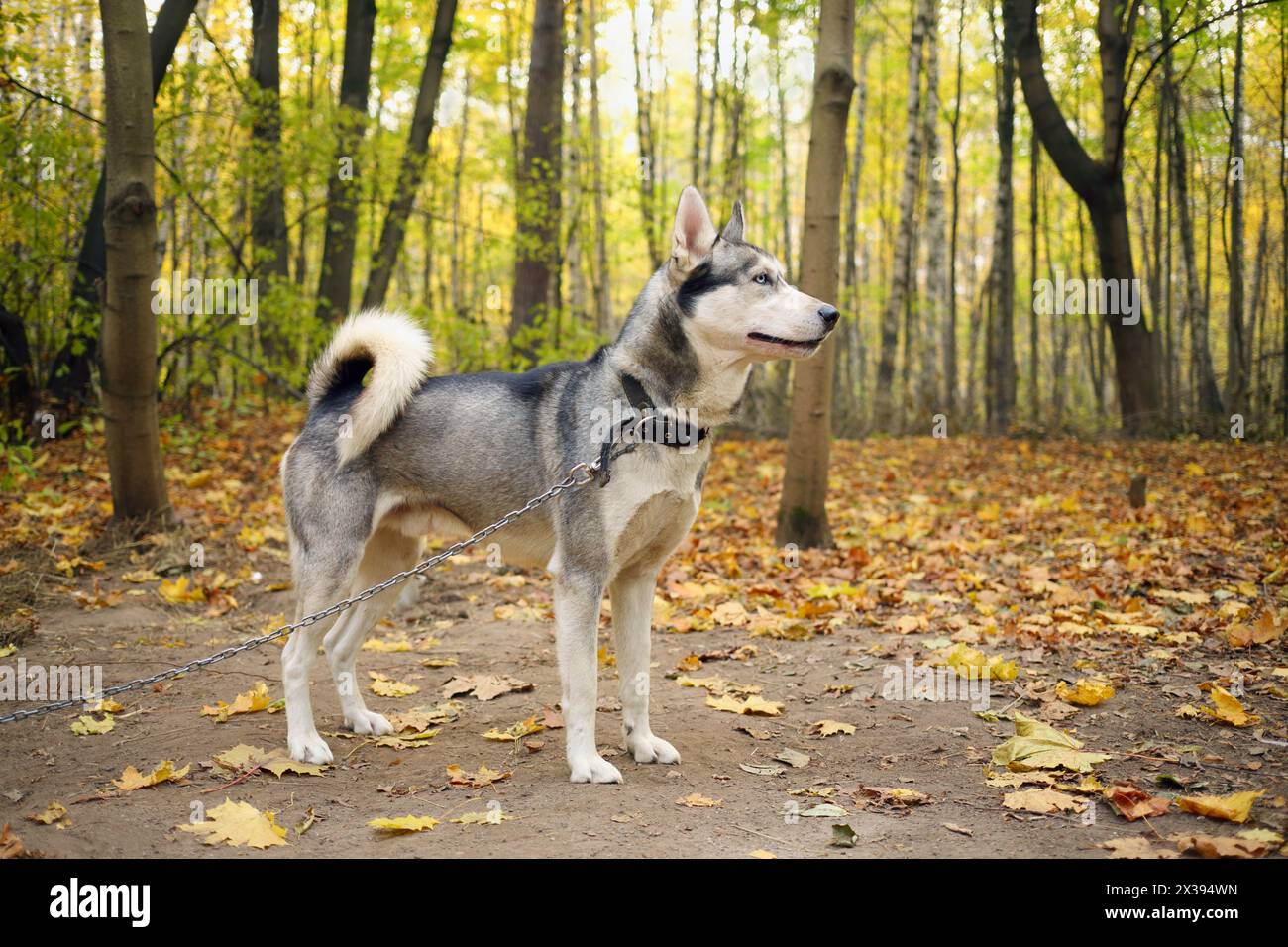 Beau chien Husky sur la chaîne regarde loin dans la forêt ensoleillée d'automne, corps entier Banque D'Images