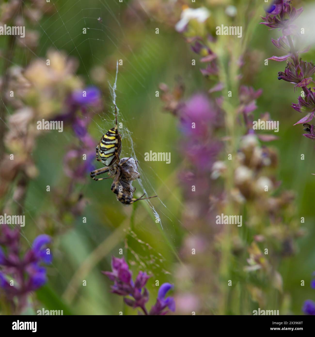 L'araignée sauvage de guêpe prédatrice, Argiope bruennichi, avec des bandes noires et jaunes frappantes sur l'abdomen, attrape des proies dans sa toile de piège et les paralyse et les enveloppe Banque D'Images