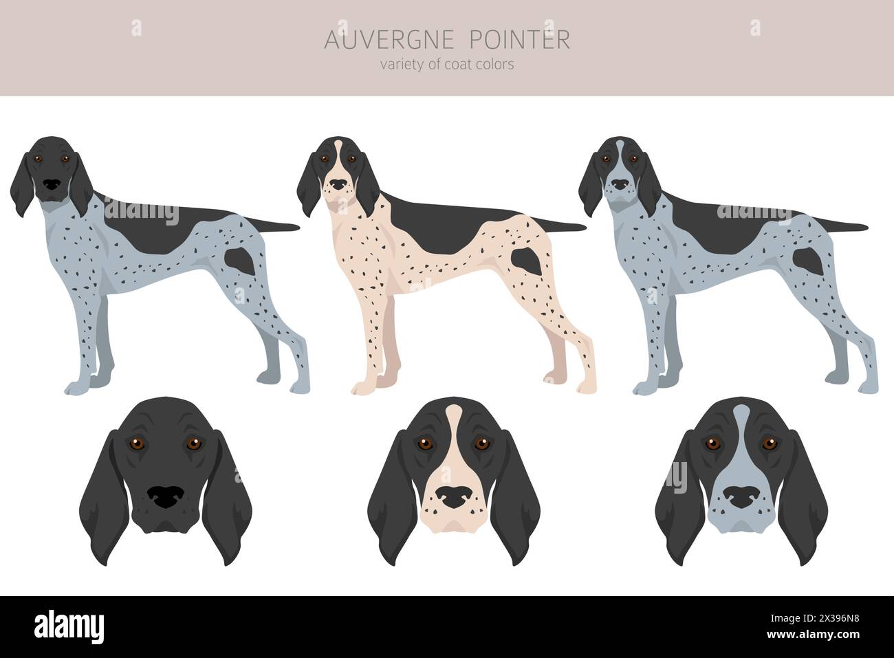 Cliquez sur le pointeur Auvergne. Différentes poses, couleurs de couche définies. Illustration vectorielle Illustration de Vecteur