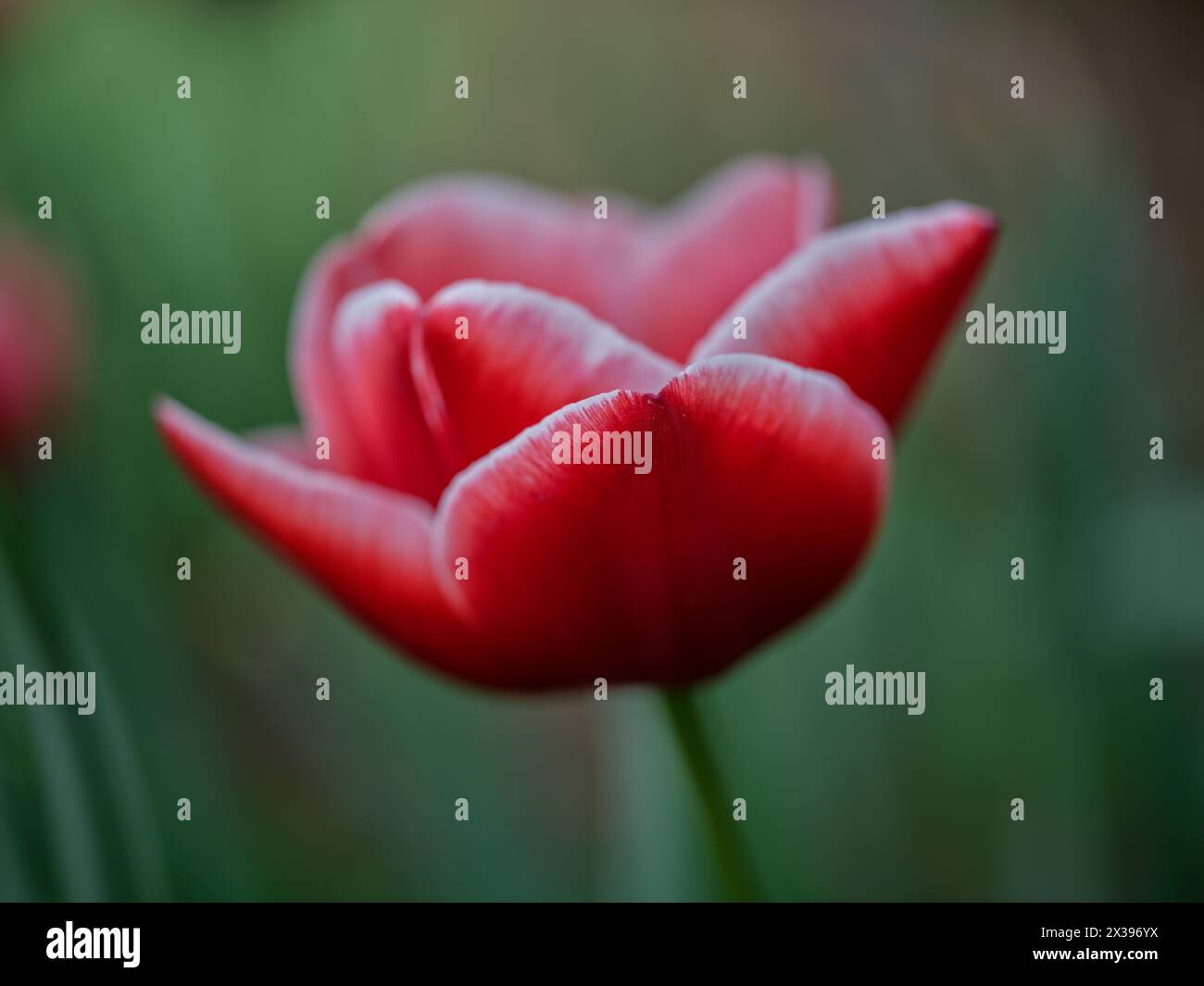 Tulipe colorée RedColofrul gros plan Banque D'Images