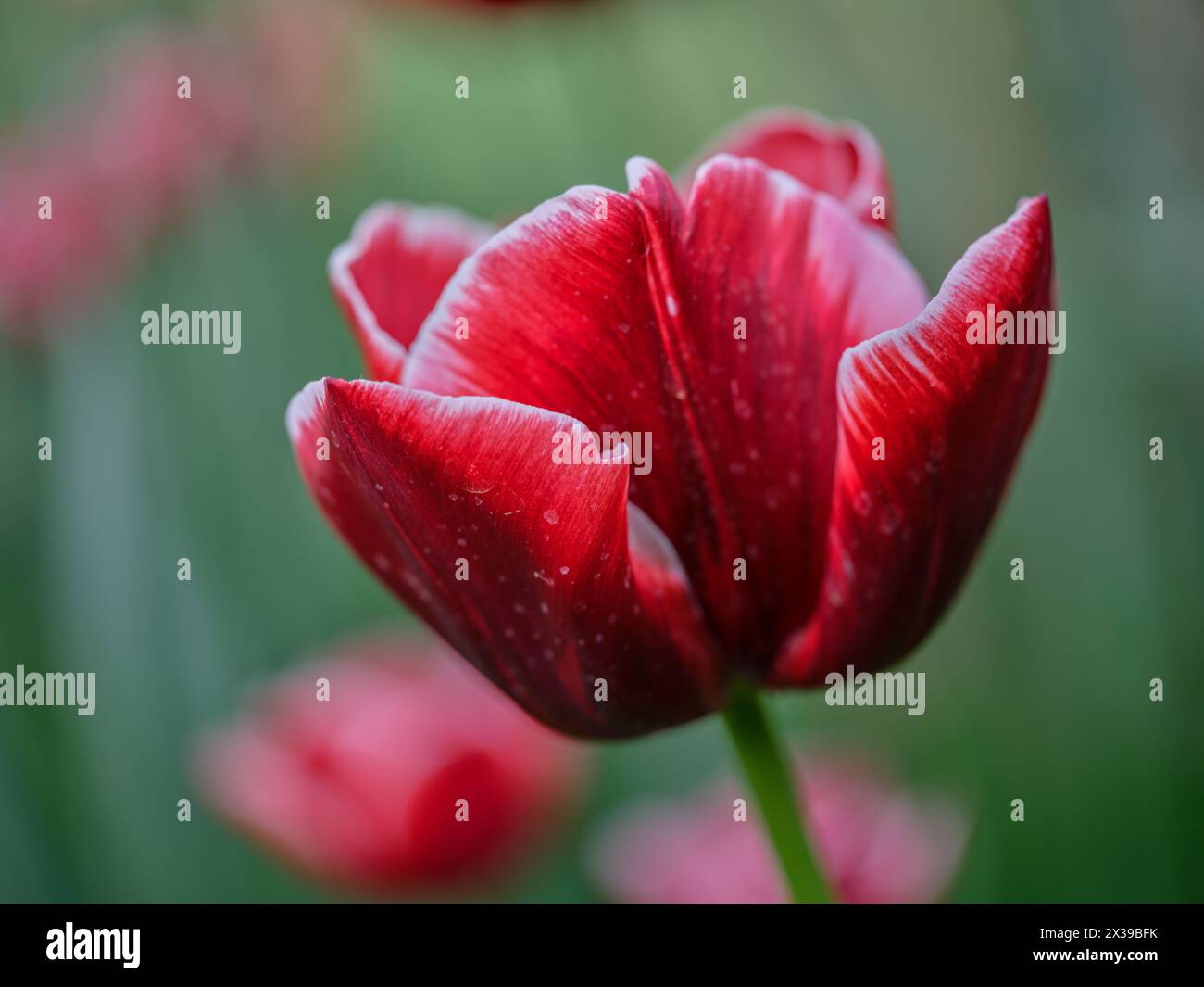 Tulipe colorée RedColofrul gros plan Banque D'Images