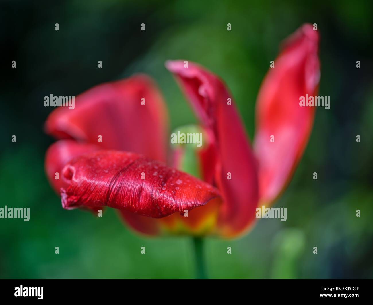 Tulipe colorée RedColofrul gros plan Banque D'Images