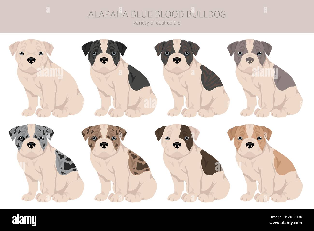 Alapaha Blue Blood Bulldog chiot clipart. Différentes poses, couleurs de manteau définies. Illustration vectorielle Illustration de Vecteur