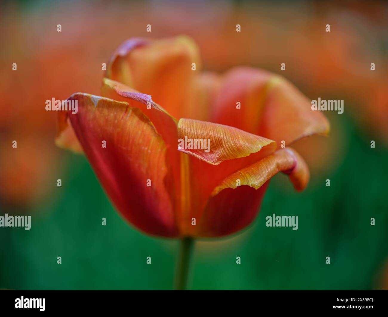 Tulipe colorée orange Colofrul gros plan Banque D'Images