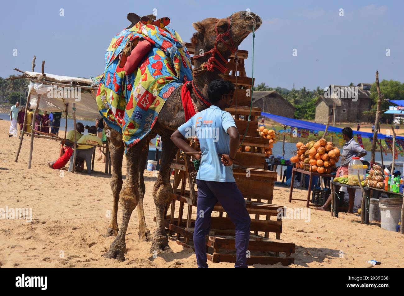 Poovar, Kerala, India-March13th 2024.Camel pour le tour touristique à poovar île plage kerala Inde. Banque D'Images