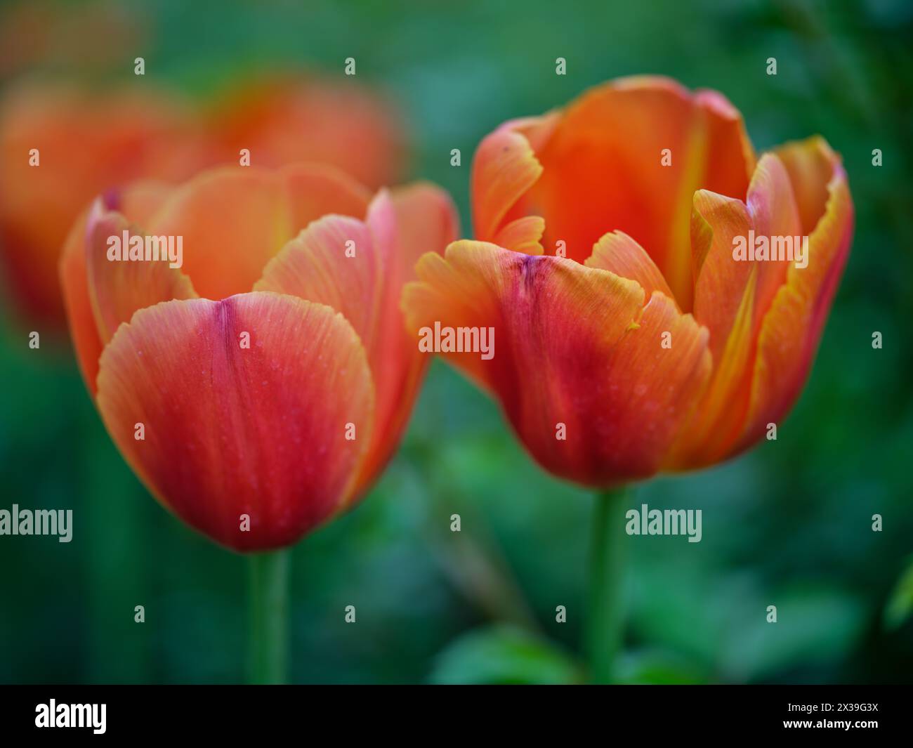 Tulipe colorée orange Colofrul gros plan Banque D'Images