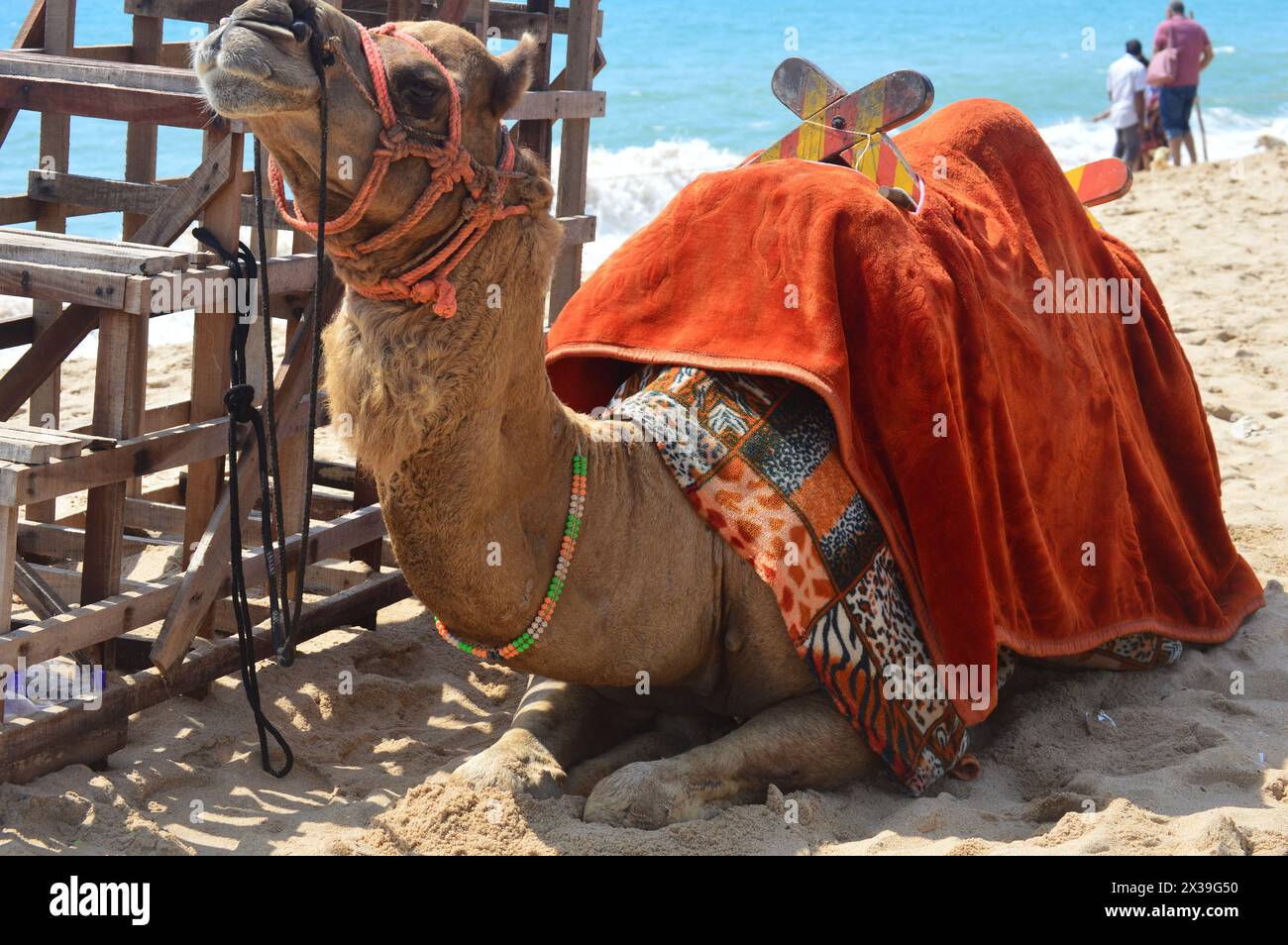 Poovar, Kerala, India-March13th 2024.Camel pour le tour touristique à poovar île plage kerala Inde. Banque D'Images