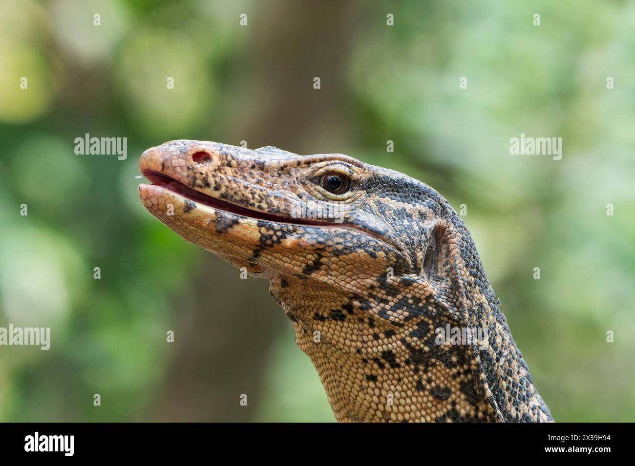 Moniteur d'eau asiatique, Varanus salvator, gros plan de la tête de l'eau potable adulte, Wat Thom, Thaïlande Banque D'Images