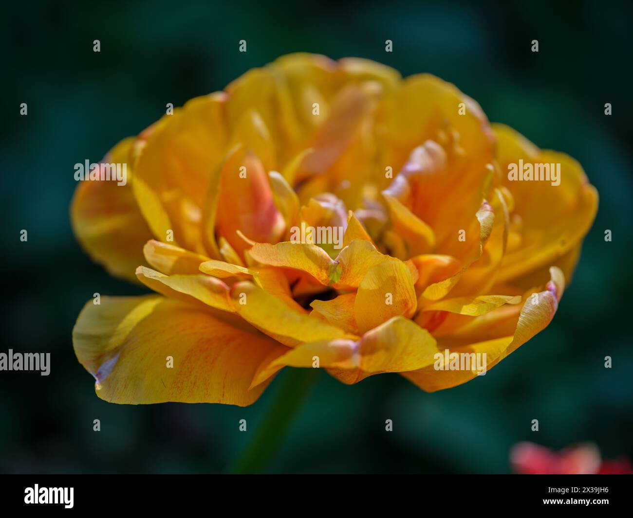 Tulipe colorée Colofrul gros plan Banque D'Images