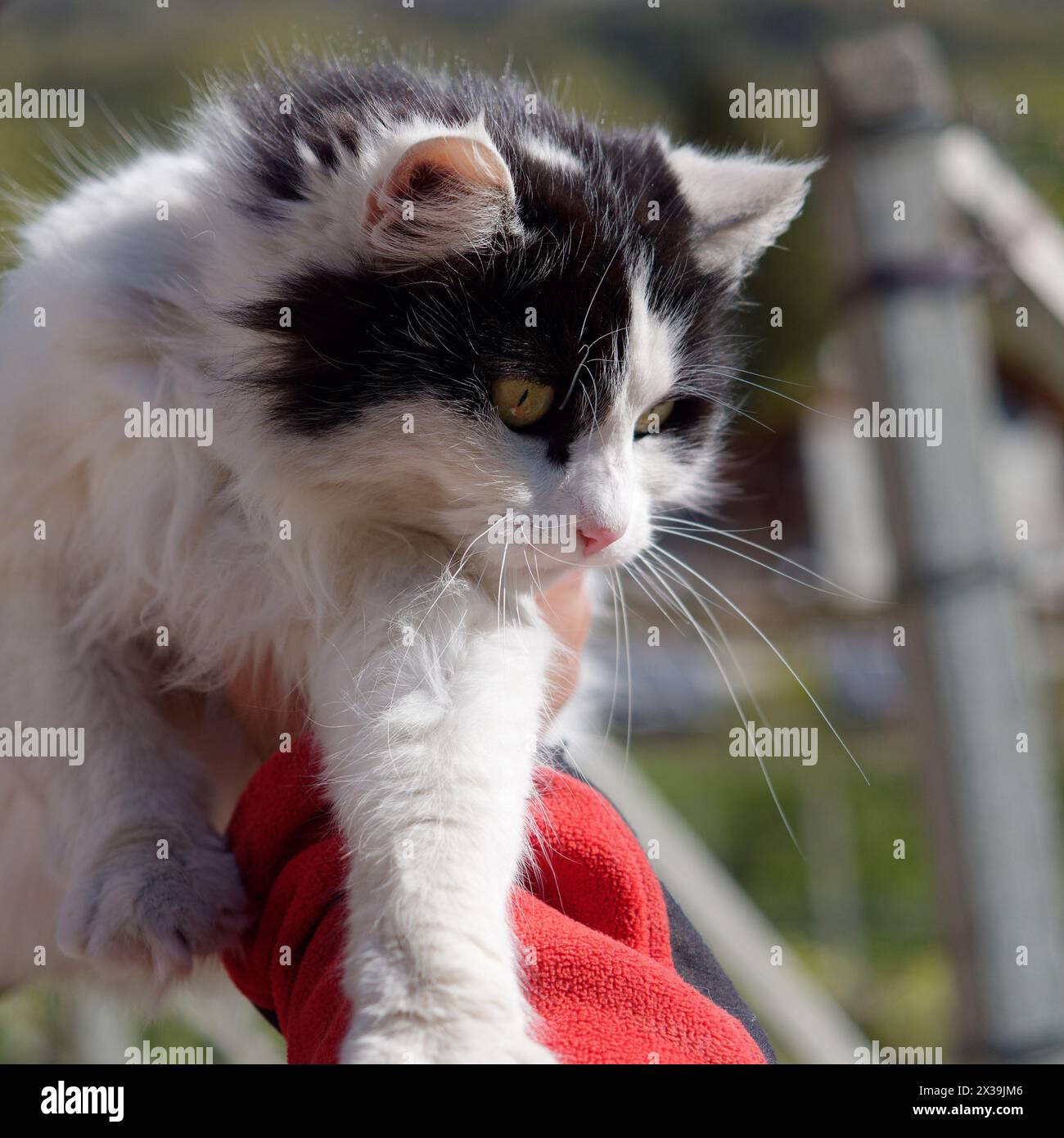 Chat noir et blanc avec de beaux yeux surprenants étant heldup Banque D'Images