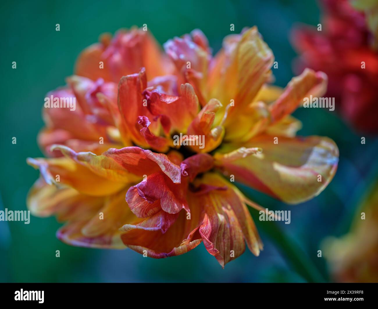 Tulipe colorée Colofrul gros plan Banque D'Images