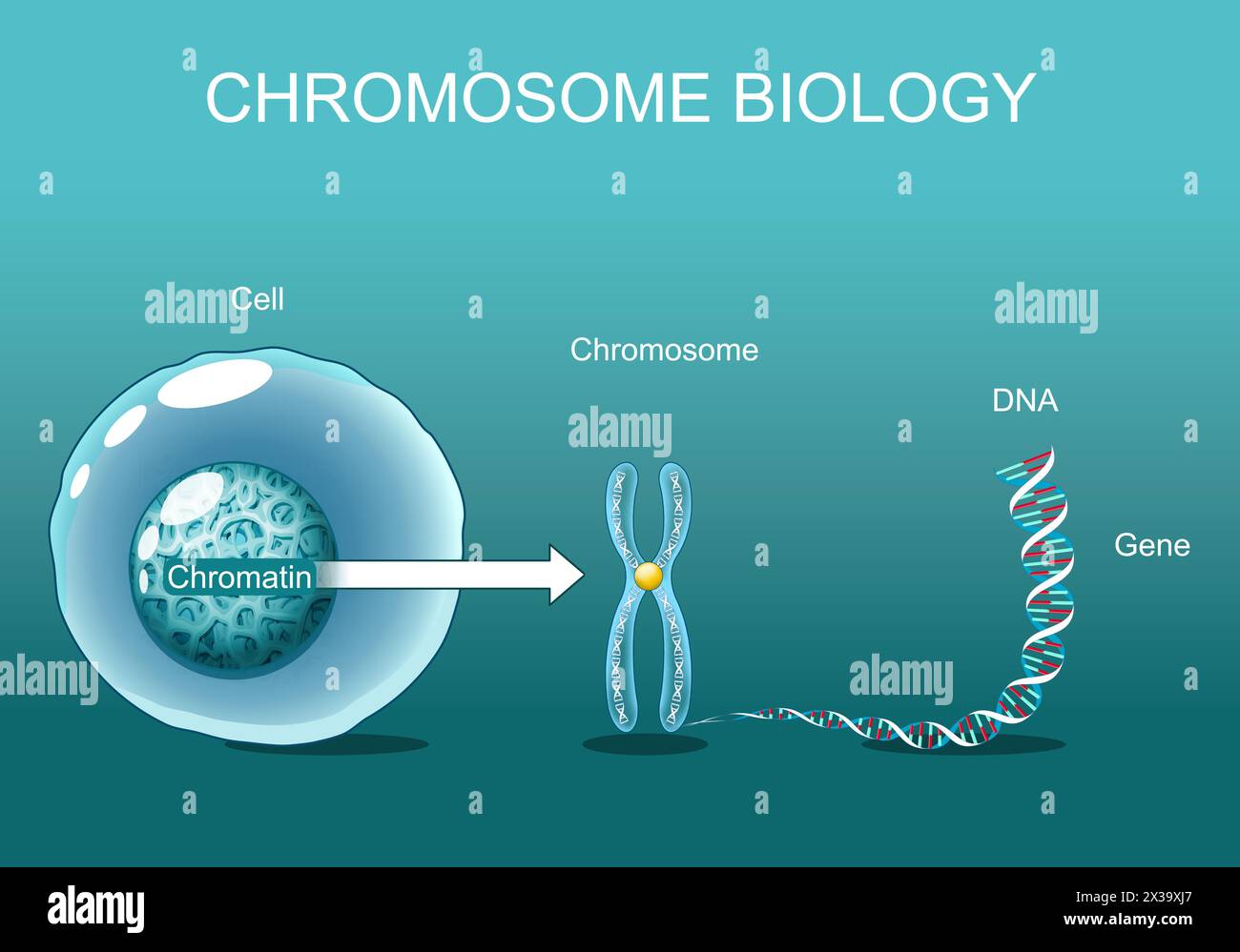 Structure de cellule. Chromatine. Biologie chromosomique. De la cellule au chromosome, au gène et à l'ADN. Séquence génomique. Affiche vectorielle. Illustration plate isométrique. Illustration de Vecteur