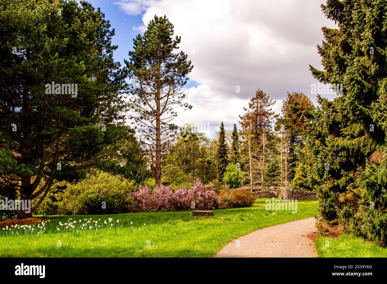 Les jardins botaniques de l'Université de Dundee offrent une vue imprenable sur des plantes, des arbres et des fleurs de renommée mondiale pendant la saison printanière en Écosse Banque D'Images