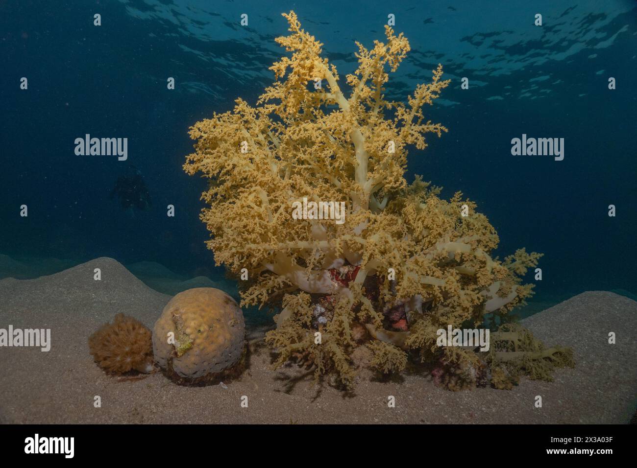 Récif de corail et plantes aquatiques dans la mer Rouge, Eilat Israël Banque D'Images