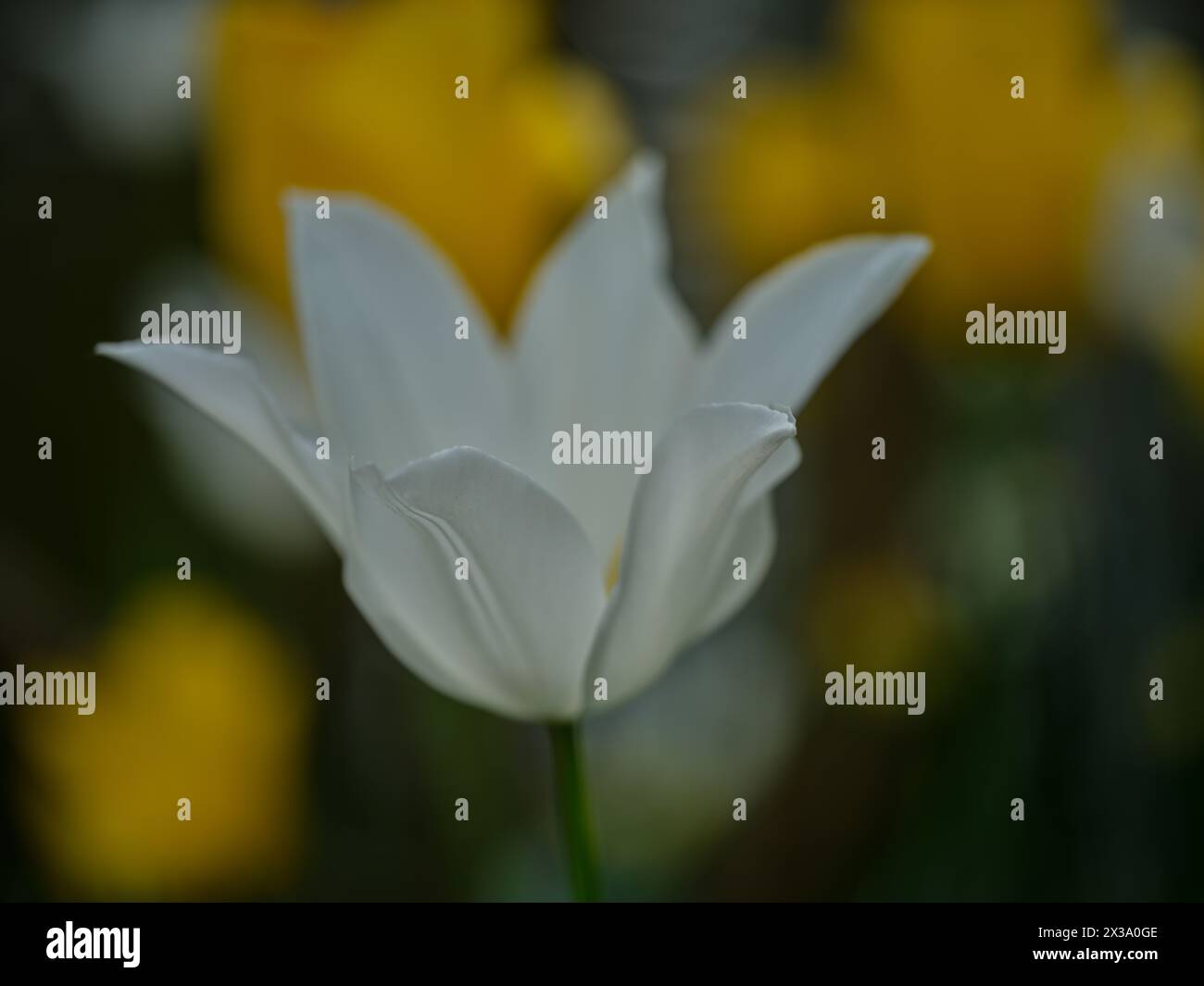 Tulipe colorée BLANCHE Colofrul gros plan Banque D'Images