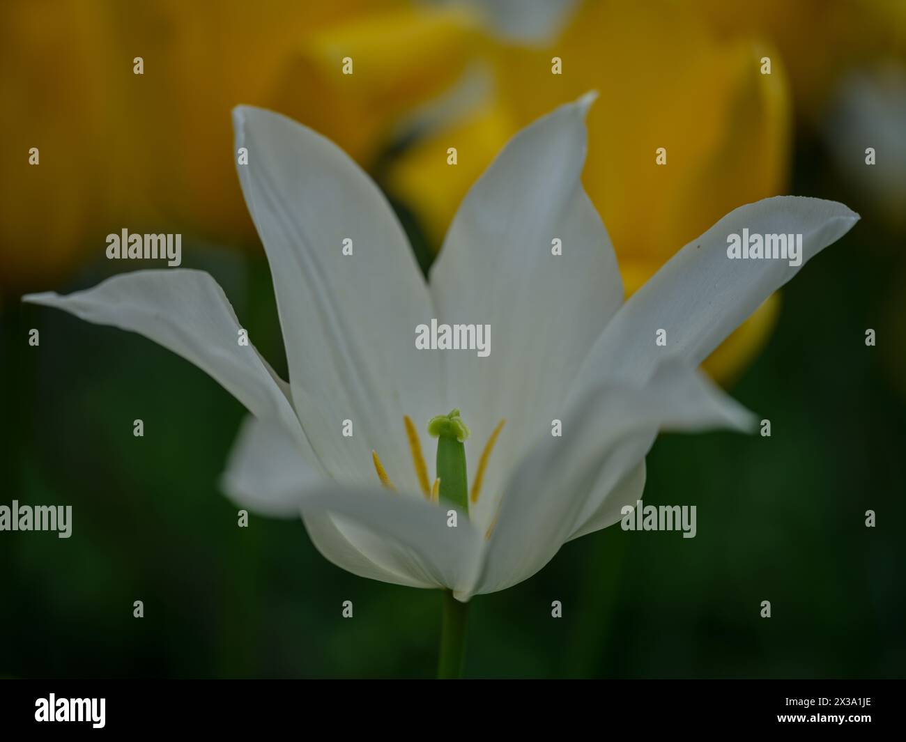 Colofrul ColorfulWHITE Tulip gros plan Banque D'Images
