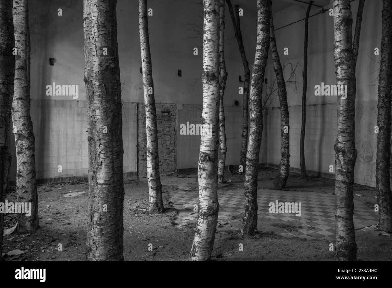 Troncs d'arbres installés dans une pièce déserte. Banque D'Images