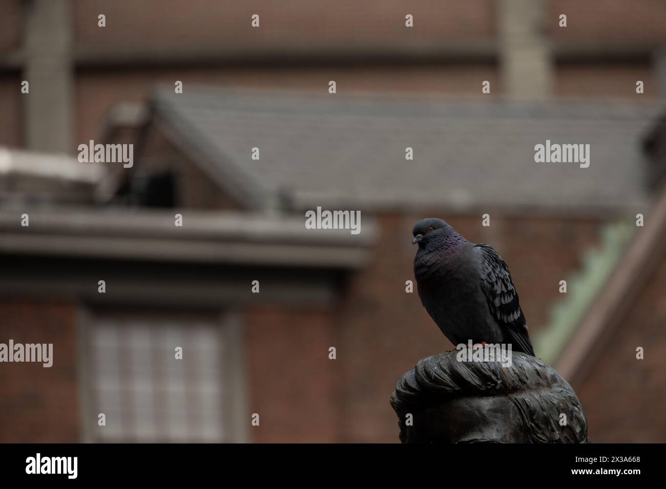 Pigeon sur un statut Banque D'Images