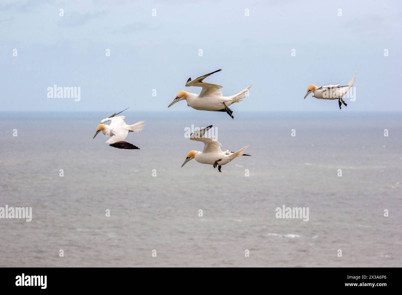 Quatre gannets, Morus bassanus, planant dans le ciel au-dessus de la mer du Nord à Bempton, East Riding, Yorkshire, Royaume-Uni. Avril 2024 Banque D'Images