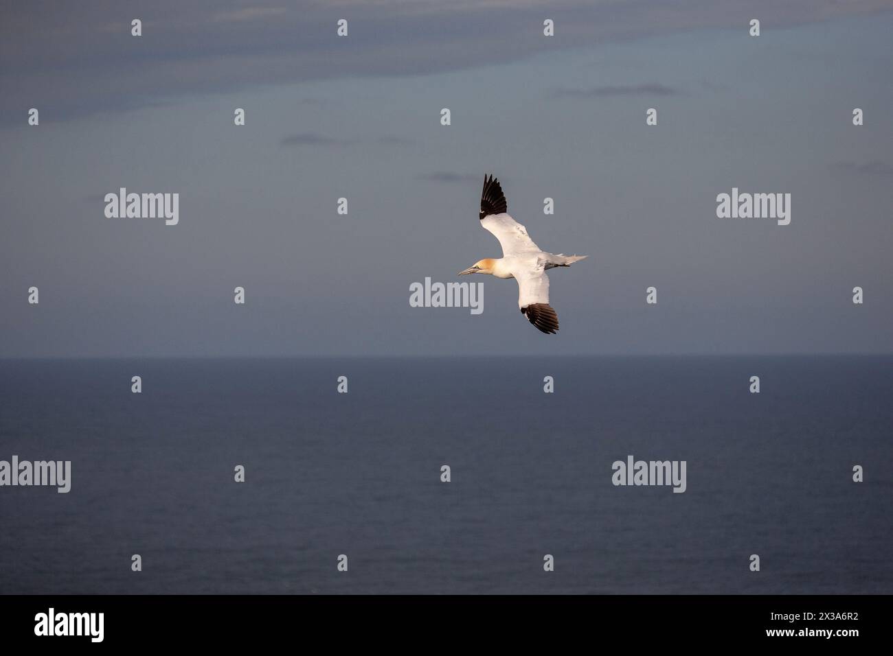 Un seul gannet, Morus bassanus, volant dans le ciel à Bempton Cliffs, East Riding, Yorkshire, Royaume-Uni. Avril 2024 Banque D'Images