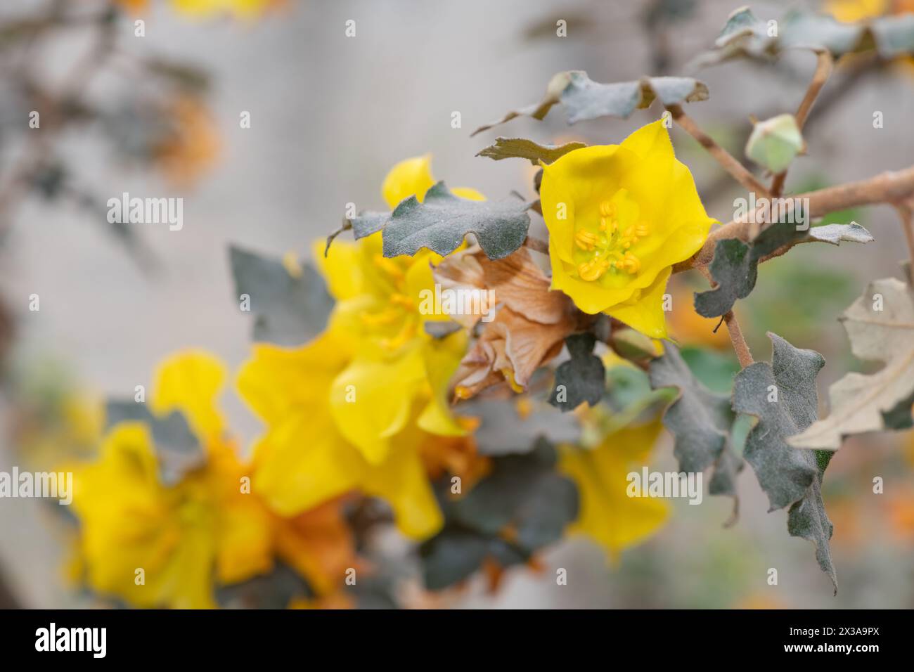 Gros plan d'une fleur sur un buisson de flanelle (fremontodendron californicum) en fleur Banque D'Images