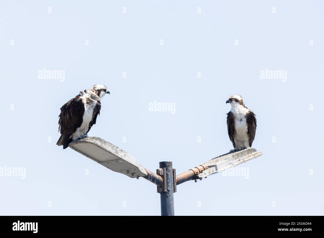 Osprey homme et femme sur le poteau de lumière Banque D'Images