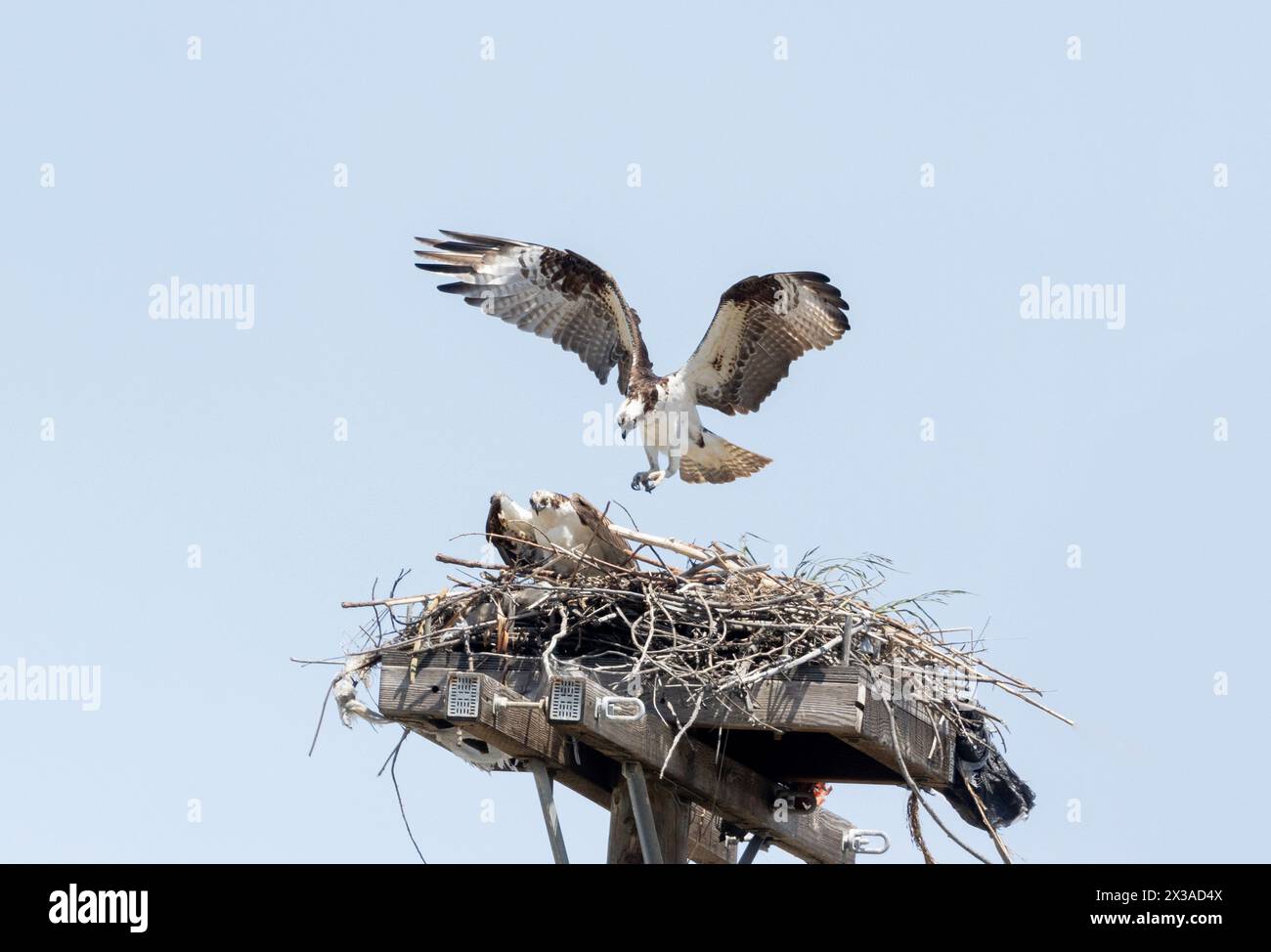 Osprey homme volant dans Nest to Mate Banque D'Images