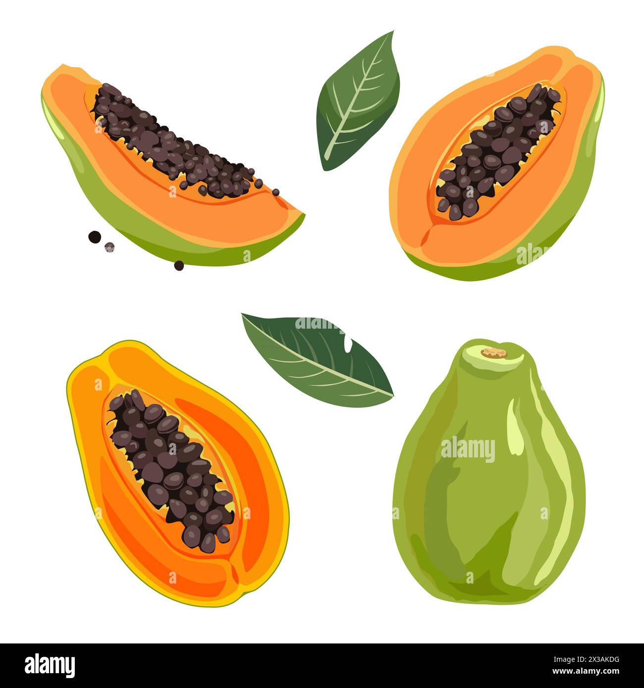 Ensemble de papaye vert jaune juteuse et saine et de tranches isolées sur fond blanc. Illustration vectorielle de fruits tranchés dans un style plat. Clipart d'été f Illustration de Vecteur