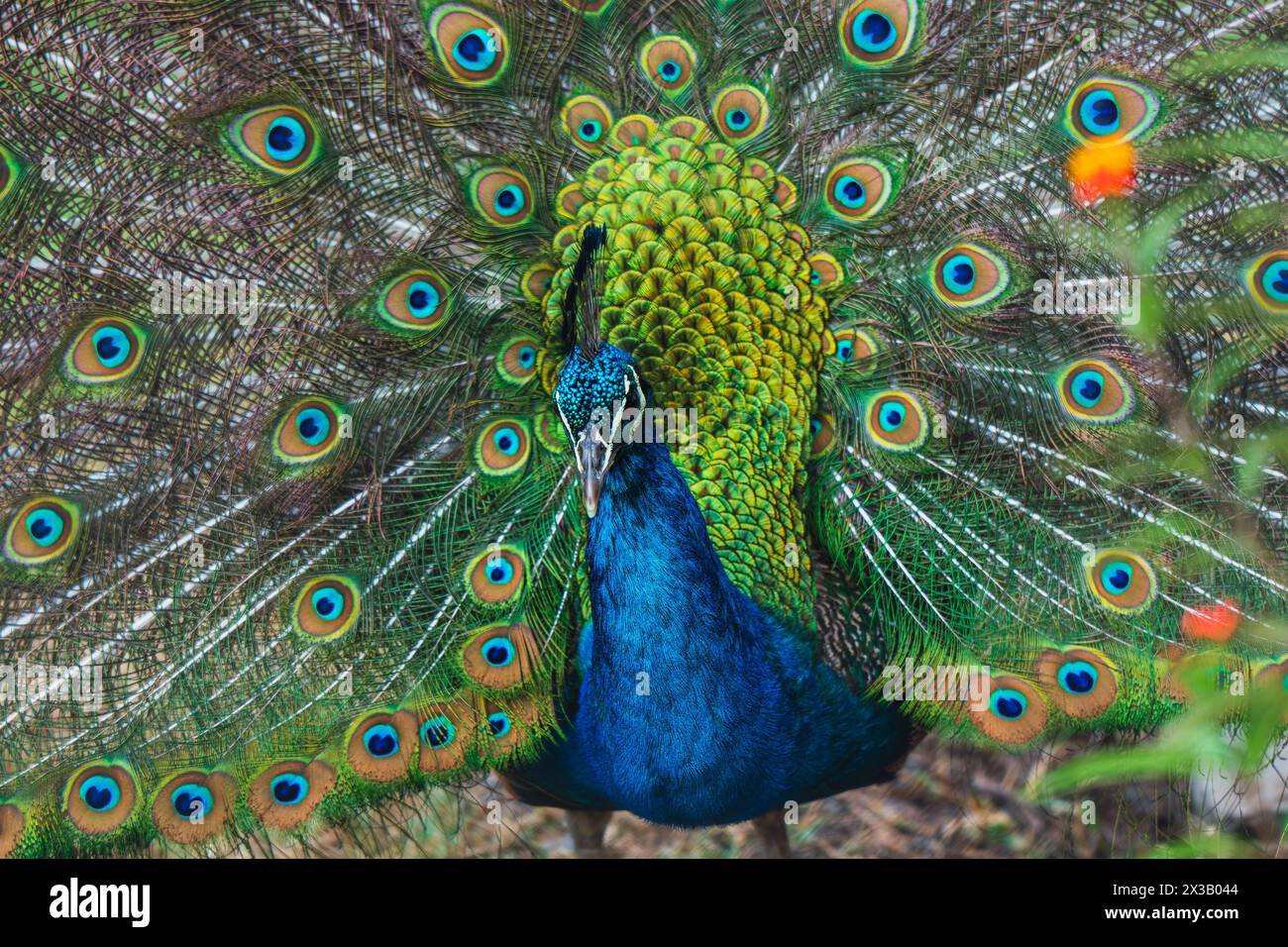 Un paon montrant son superbe affichage de plumes Banque D'Images