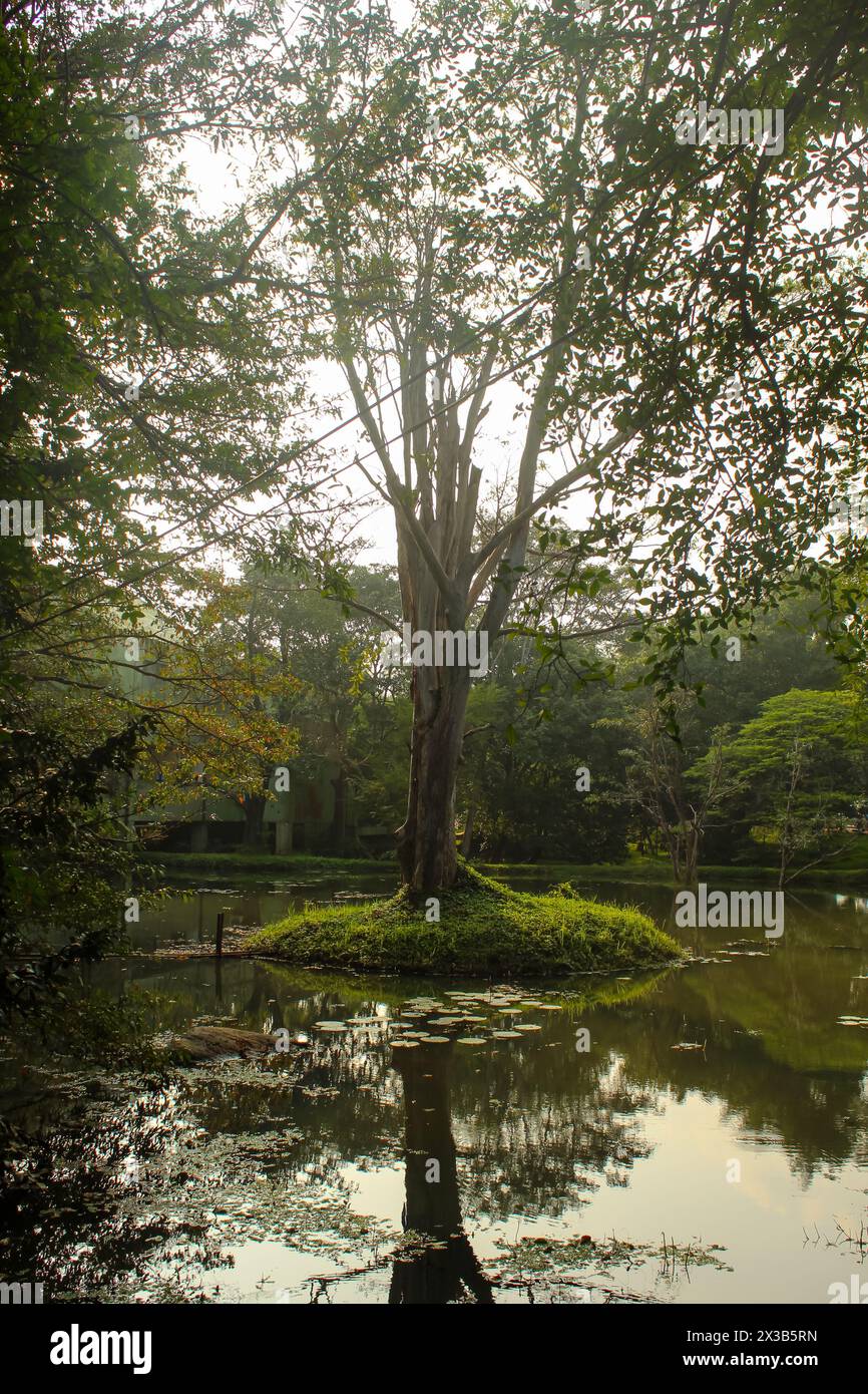 Arbres et étang au jardin botanique des rois à Peradeniya, Kandy, Sri-Lanka. Gros plan, copiez l'espace Banque D'Images