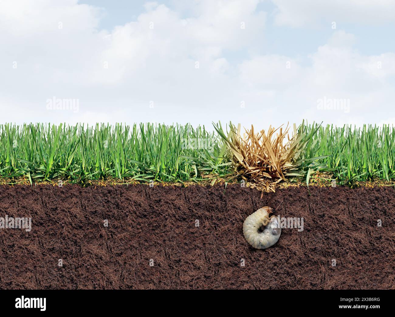 Larve de pelouse endommagée par larve de chinch endommageant les racines de l'herbe causant une maladie brune dans le gazon comme une pelouse saine endommagée représentant le jardinage et l Banque D'Images