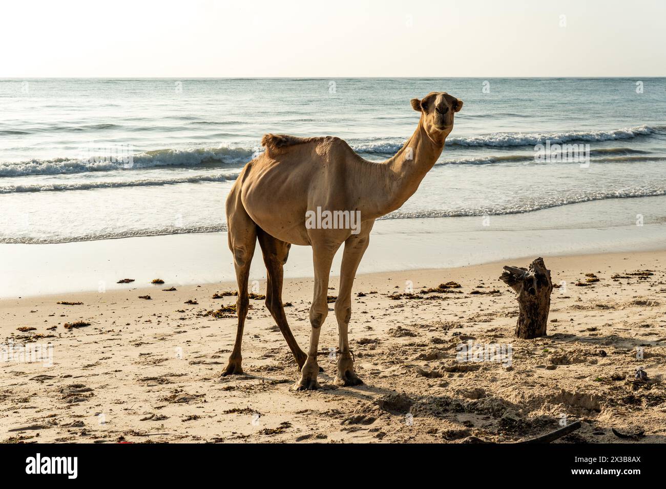 chameau marche sur la plage tunisienne Banque D'Images