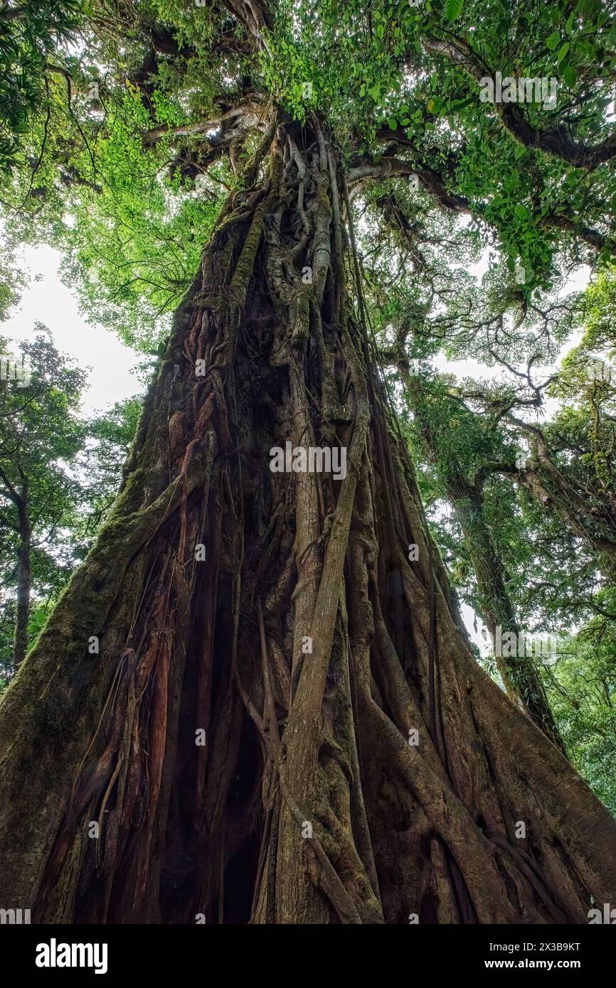 Grands arbres de la réserve forestière nuageuse de Monteverde, Costa Rica Banque D'Images